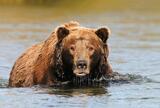Male fat bear, brown bear photo Brooks River, Katmai National Pa