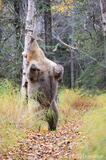 Grizzly bear rubbing against tree photo