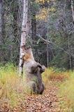 Female grizzly bear scratching back against tree photo