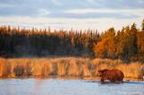 Brown bear in Brooks River photo, Katmai  National Park