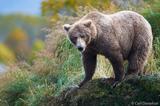 Brown bear on a riverbank, Katmai National Park