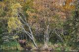 Brown bear photo in the boreal forest, fall colors, Katmai Natio