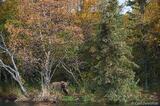 Young brown bear forest photo, fall colors, Katmai National Park
