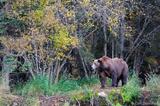 Male brown bear in the forest, Katmai National Park