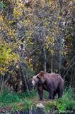 Adult brown bear in the forest with fall colors Katmai National 