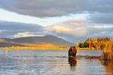 Brown bear in Naknek Lake Katmai National Park