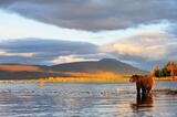 Grizzly bear and landscape photo, Katmai National Park