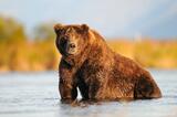 Fat Bear photo. Male brown bear sitting in Brooks River