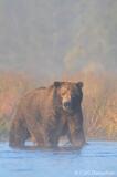 Brown bear in fog photo
