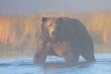 Brown bear in fog photo