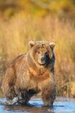 Subadult brown bear photo, Katmai  National Park.