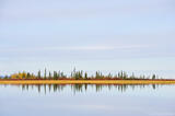 Boreal forest in autumn