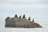 Steller sea lions hauled out on a rock