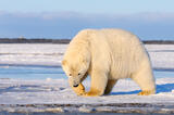 Polar Bear walking on snow, Arctic National Wildlife Refuge, Alaska.