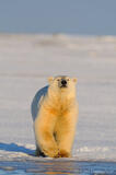 Polar Bear, Arctic National Wildlife Refuge, Alaska.