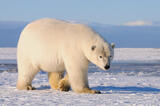 Fat Polar Bear, Arctic National Wildlife Refuge, Alaska.