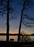 Silhouette of a brown bear in Katmai National Park, Alaska.