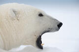 Polar Bear, ANWR, Alaska.