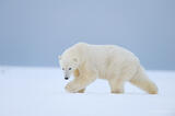 Polar Bear stalks across snow Arctic National Wildlife Refuge, Alaska.