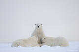 Polar Bear sow and cubs feeding, Alaska.