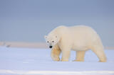 Male Polar Bear, Alaska.