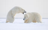 Two polar bears playfighting, Alaska.