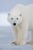 Young polar bear walking on ice, ANWR, Alaska.