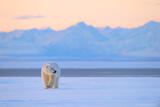 Polar bear and Brooks Range, ANWR, Alaska