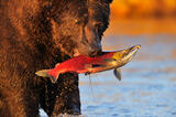 Brown bear eating Red Salmon.