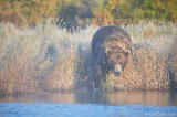 Brown Bear Entering Brooks River in Fall
