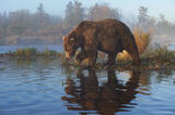 Male brown bear looking for fish, Alaska.