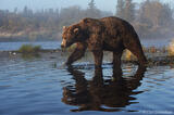 Giant brown bear Katmai Park