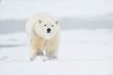 Polar Bear cub in fresh snow, Alaska