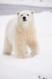 Polar Bear cub in snowstorm, Arctic National Wildlife Refuge Ala