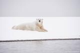 Polar Bear lying in snow, Alaska