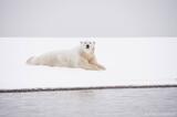 Polar Bear lying in snow, Alaska