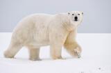 Adult male polar bear walks over snow, Alaska