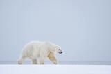 Adult male polar bear walking in Arctic National Wildlife Refuge
