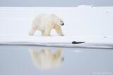 Polar Bear and reflection in Alaska