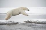 Polar Bear cub jumping a stream Arctic National Wildlife Refuge,