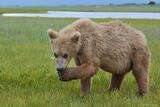 Grizzly bear cub, Hallo Bay, Alaska.