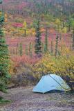 Tent sites and fall colors Gates of the Arctic