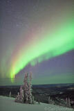 Spruce trees and Aurora borealis photo