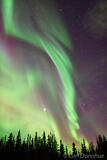 Northern lights photo and spruce forest.