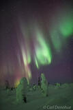 Spruce trees and northern lights display photo