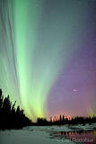 Aurora borealis and spruce forest photo