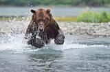 Adult male brown bear chasing salmon photo