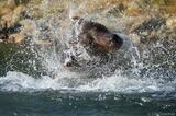 Brown Bear shaking water off his head