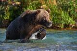 Brown bear stalking salmon