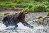 Brown bear running after salmon